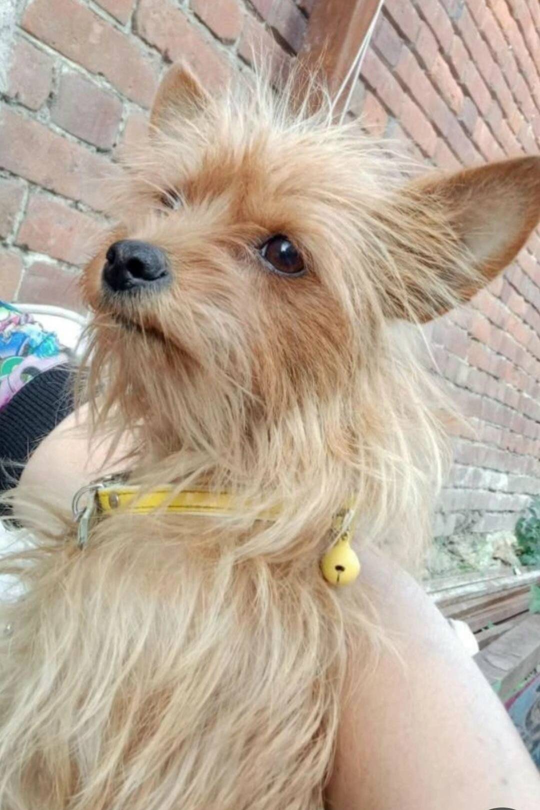 Пропала собака Жужа, район Азовского рынка