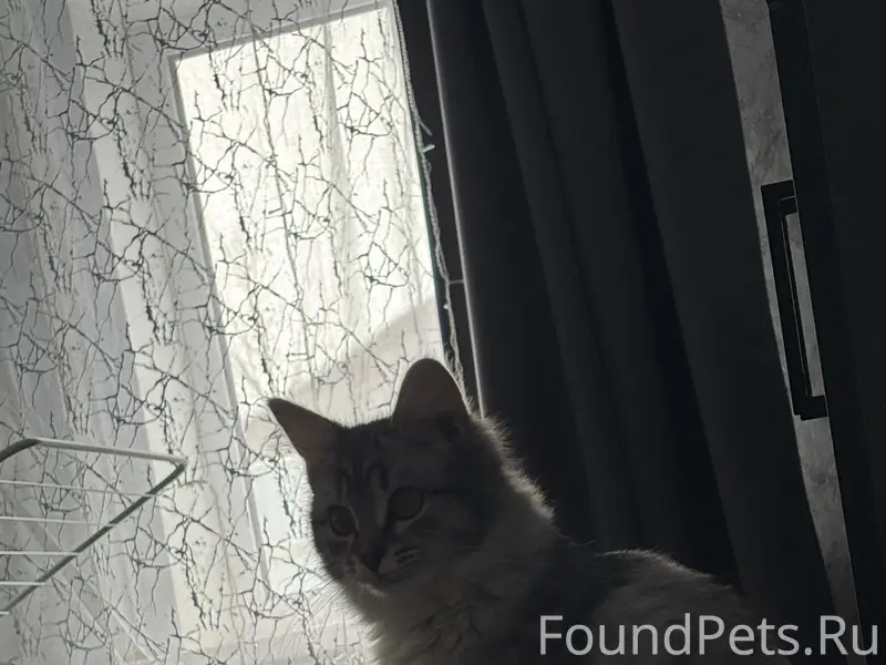 Пропала кошка, район Шанхая