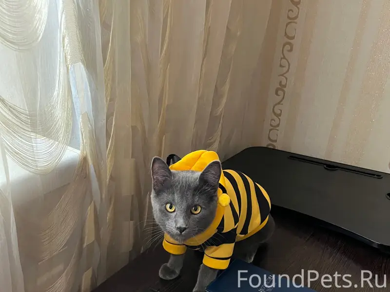 Пропал котёнок Гриша, Малые Перемерки