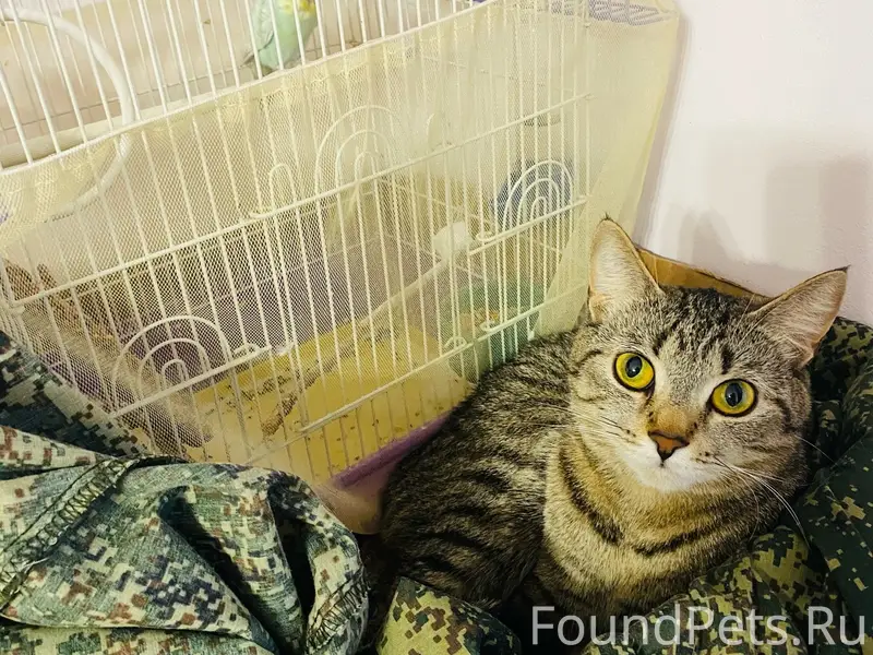 Пропала кошка, район 7 ветров