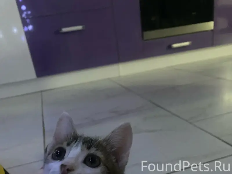 Пропала кошка, Первый проезд