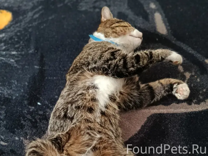 Пропал кот Васька, Ленина