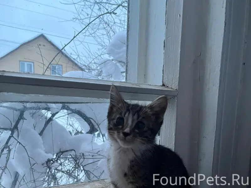 Пропал котёнок Фима, Индустриальная, Красноармейские