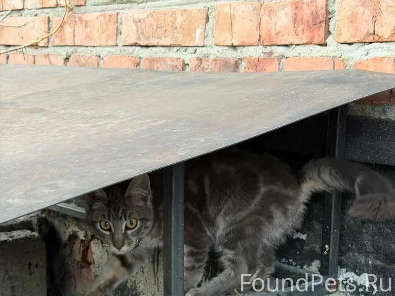 Найден котёнок в ошейнике, пр. Коммунистический