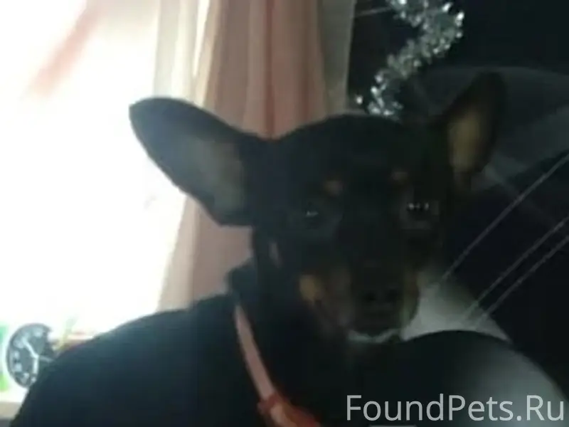 Пропала собака, звоните 89871424957