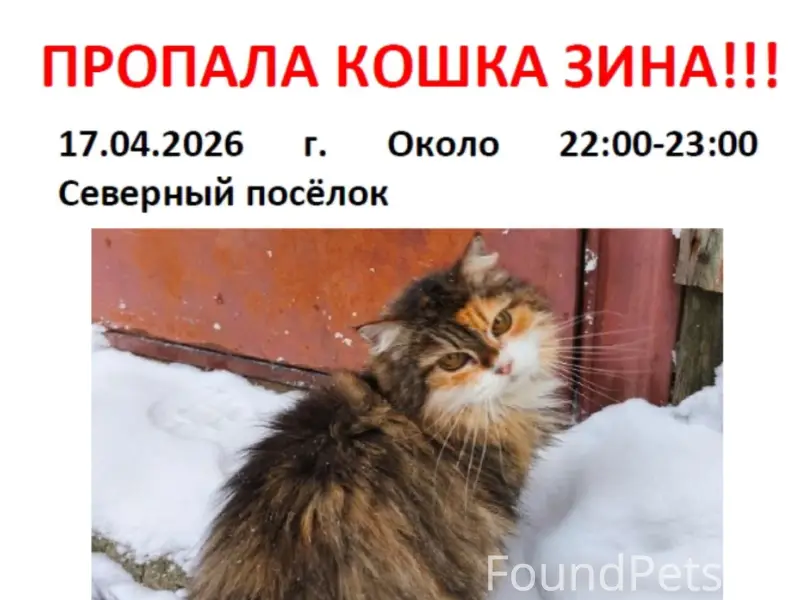 Пропала кошка Зина, Северный посёлок