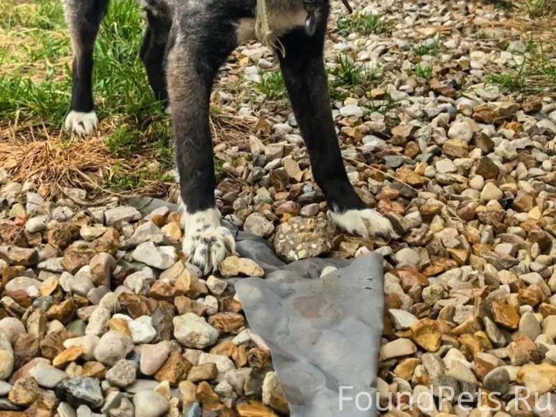 Найден щенок-подросток, Московская обл., Гальчино