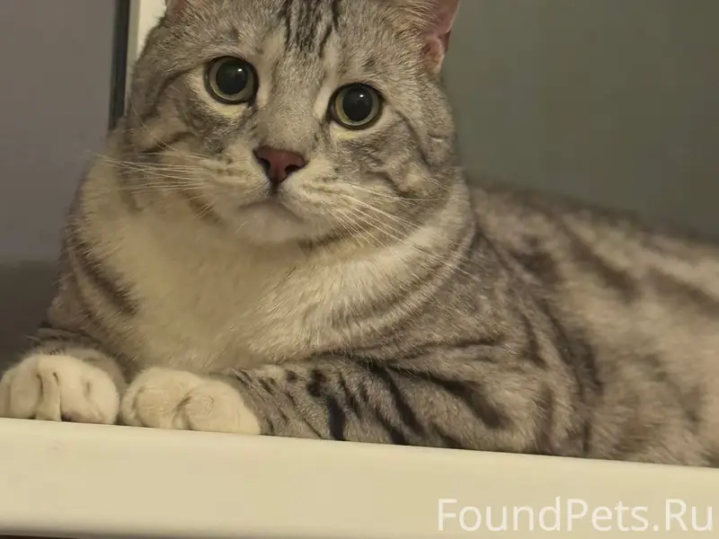 Пропал кот, серый с пятнами, Маршала Жукова