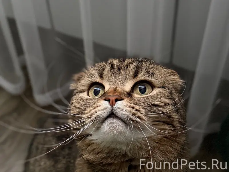 Пропала кошка Мура, район ул. Новая