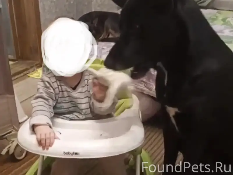 Ищу свою любимую собаку!!! 