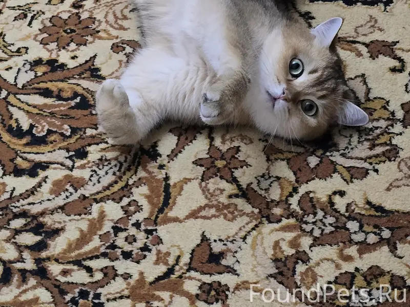 Просим вернуть за вознаграждение