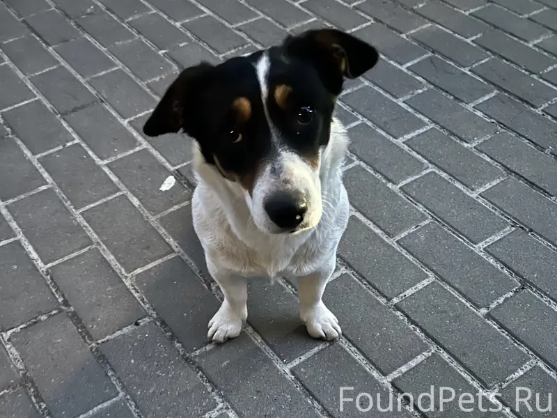 Найдена собака 