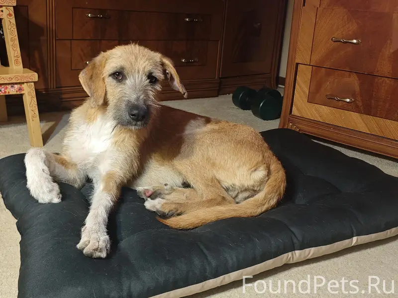 Пропала собака Мани, улица Новая