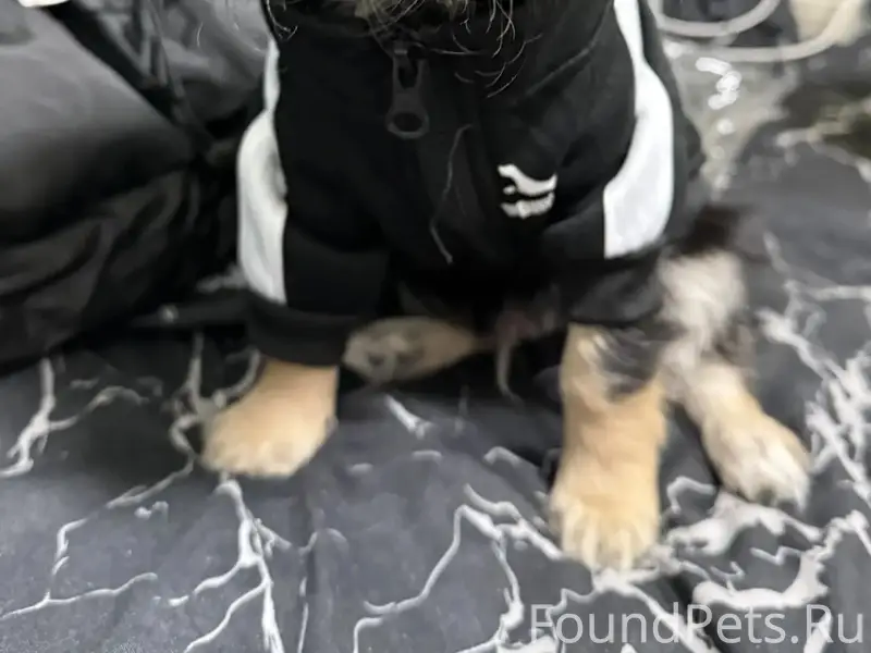 Пропал щенок Рони, район татарского базара