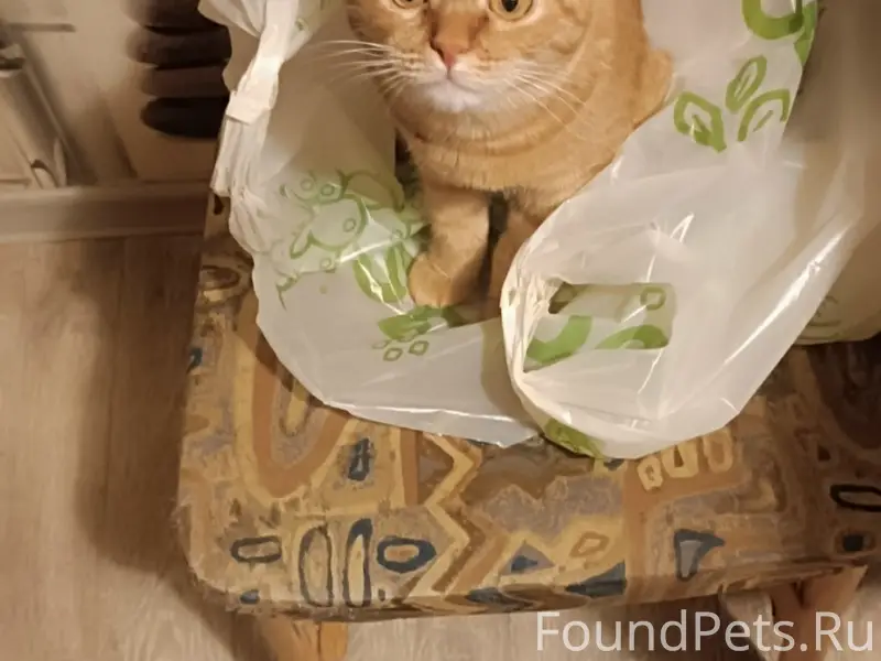Пропала кошка Буся, район Юбилейный