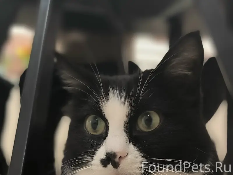 Пропал кот, Царицыно