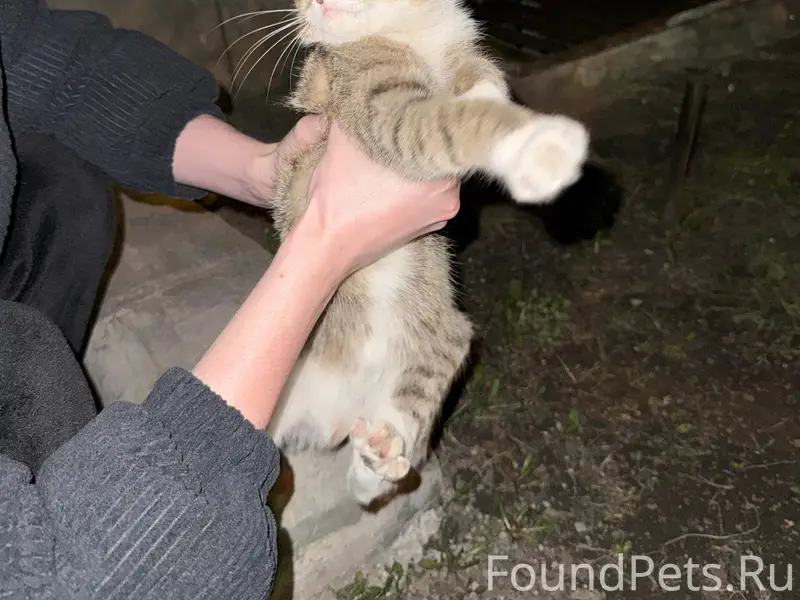 Найден котёнок, район аквапарка