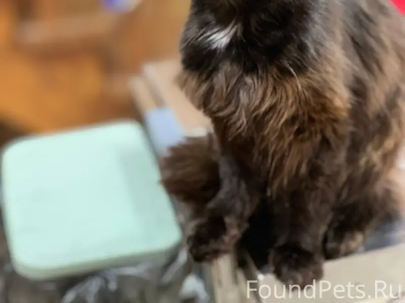 Найдена чёрная кошка, Наро-Фоминский район