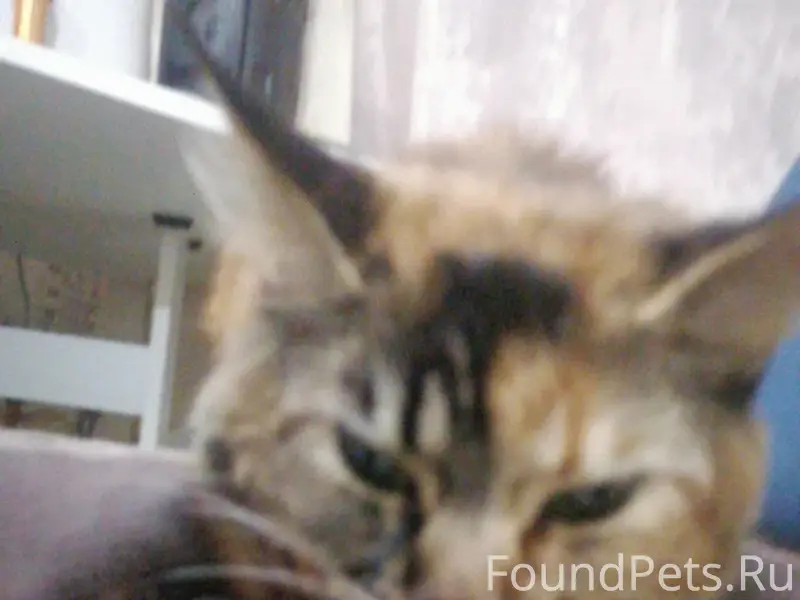 Пропала кошка Мия, Королёв