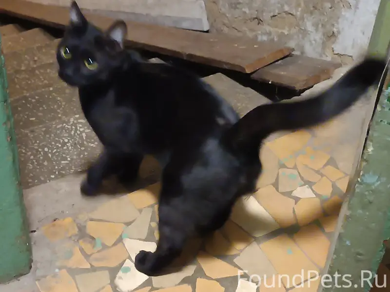 Найдена чёрная кошка, Жуковский