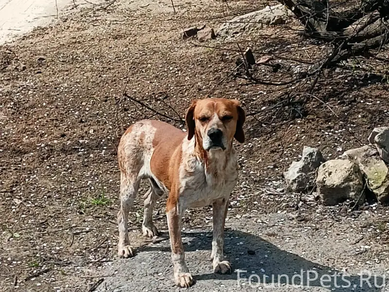 Найден кобелёметис спаниеля, Кировский район г. Волгоград