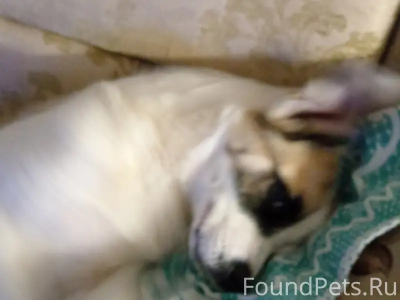 Найден щенок, конечная Тех училища