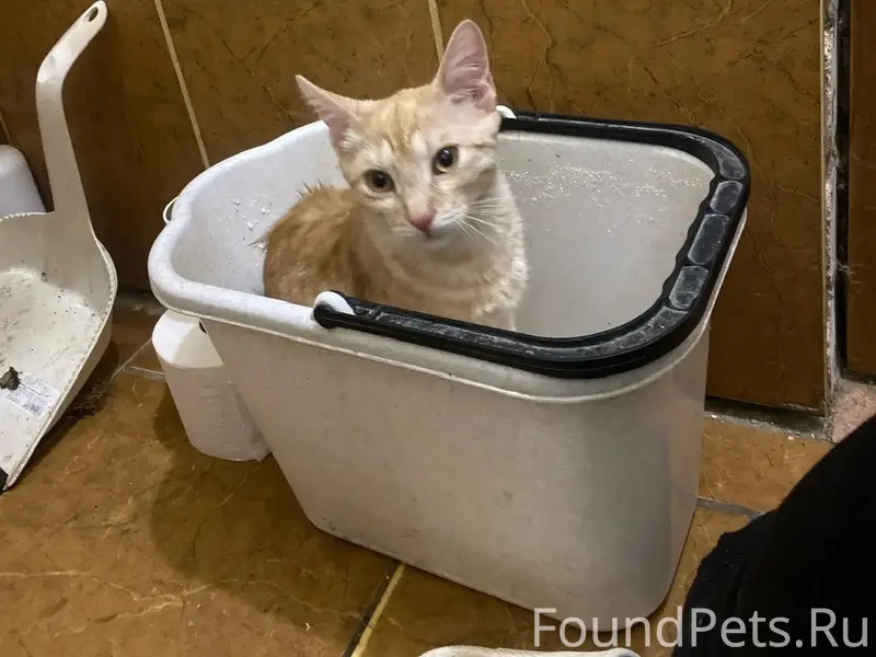 Пропал котёнок Серёжа, Брянск