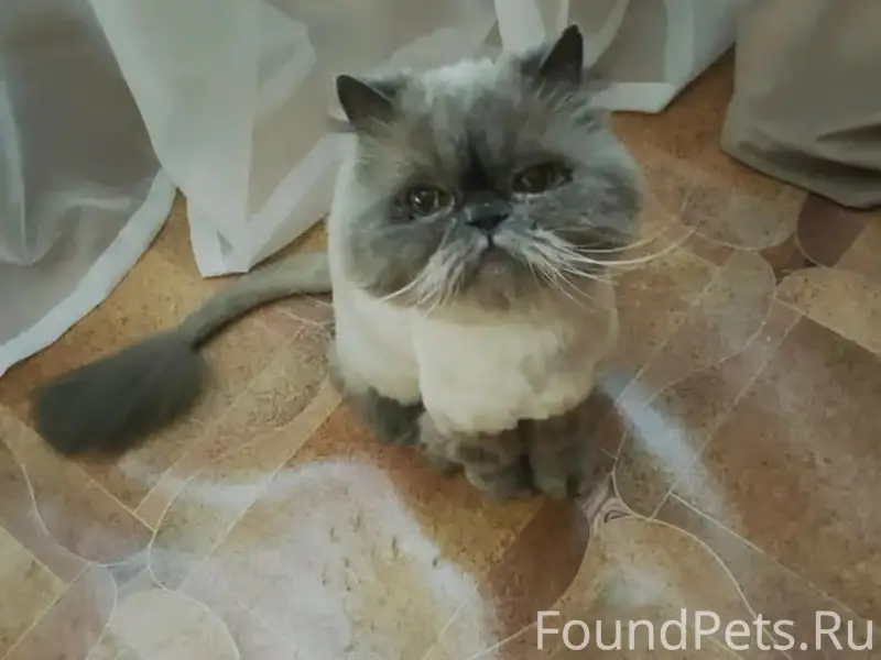 Пропал домашний кот, деревня Игнатово