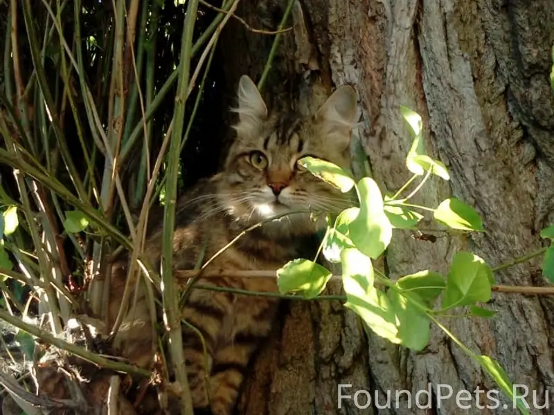 Пропал кот, Бутурлиновка, Воронежская обл.