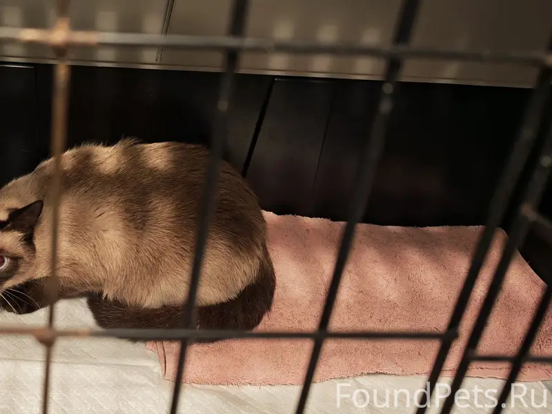 Найдена Сиамская кошка! Найдена домашняя кошка, очень ласковая и контактная. Не боится рук, и даже сама залезла в переноску — явно не уличная. Найдена по адресу: Новогиреево ул. Молостовых, д. 11к6 Сейчас находится на передержке у знакомых. По внешнему виду очень похожа на сиамскую кошку. Если вы узнали своего питомца или знаете хозяев — пожалуйста, свяжитесь!