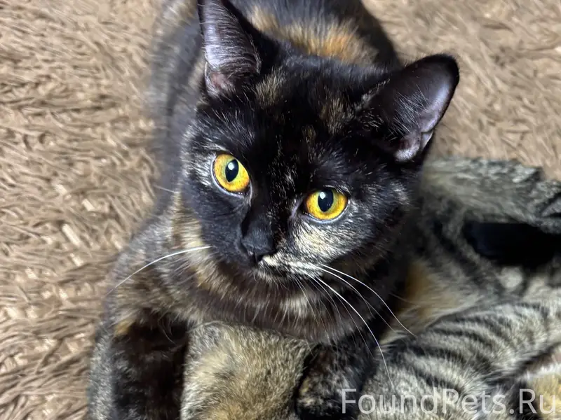 Пропала кошка Сима, ул. Красноармейская