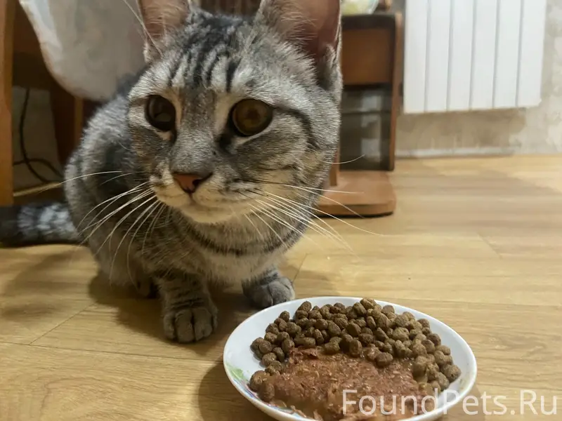 Найдена кошка, без указания места