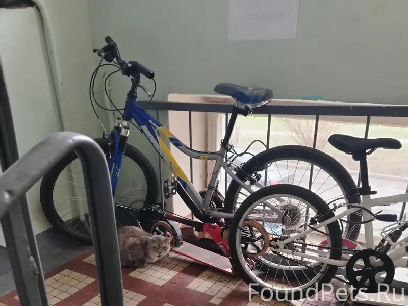 Найдена кошка, Янтарный проезд