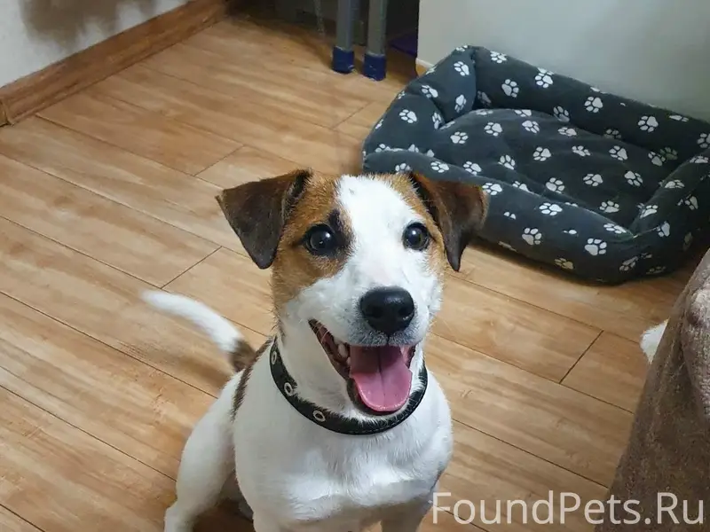 Найден Джек Рассел, Черниковка