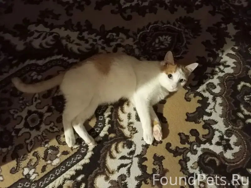 Пропал кот Кузьма, Кемля