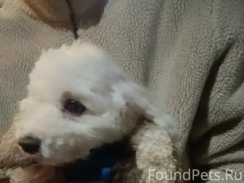 Найден тип собака, около монастыря