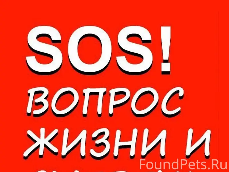 Пропал пёс, хромает, в лесу по пути в деревню