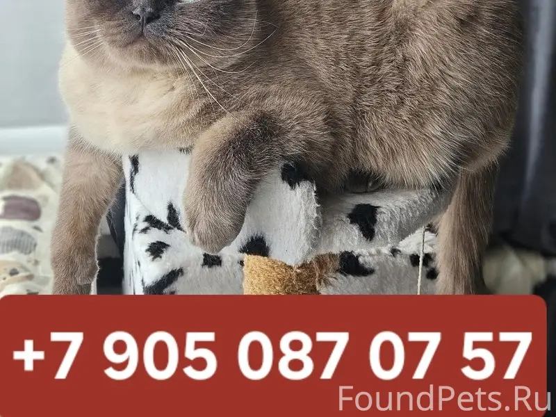 Пропал кот Честер