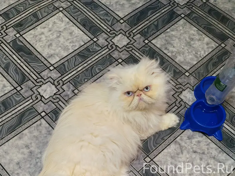 Пропал персидский кот Виля, Куса