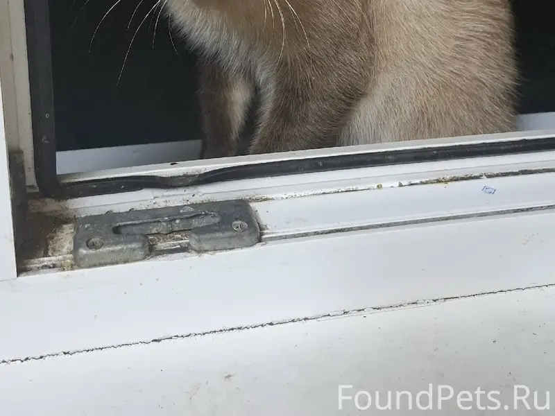 Пропал кот Симба, улица Доватора