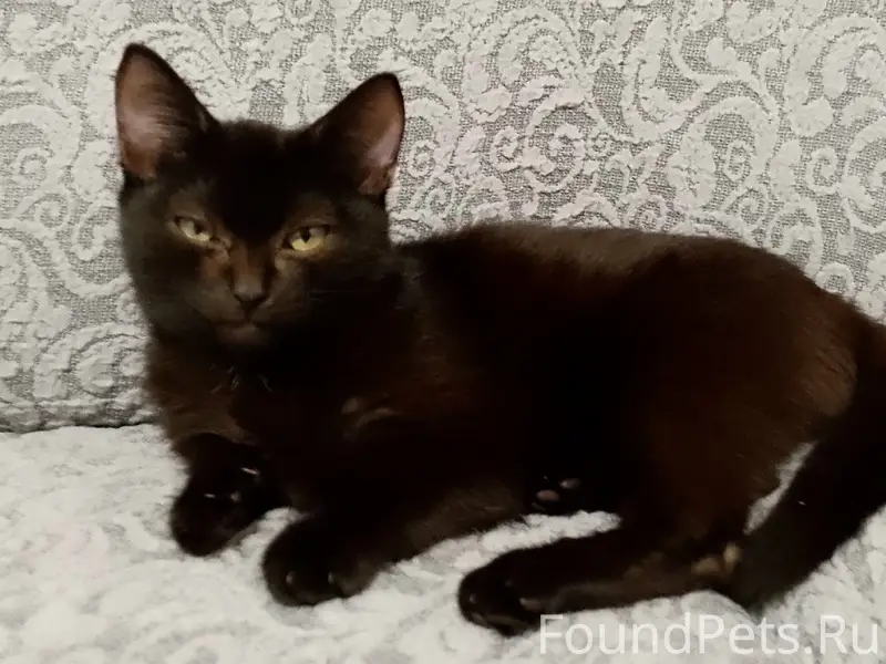 Пропал котёнок, ул. Чапаева