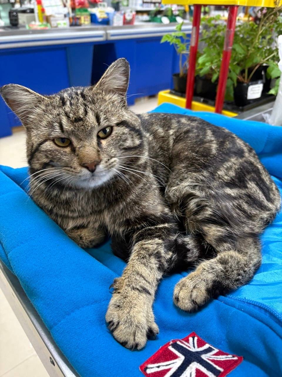 Найден кот, Павловского 16а