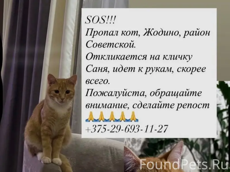 Пропал кот, Жодино