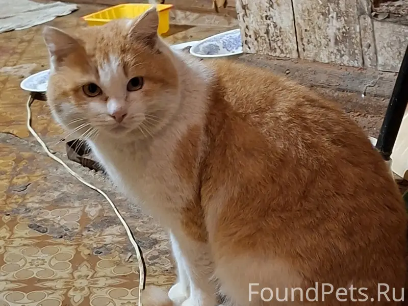 Пропал кот Рыжик, дер. Денисовы