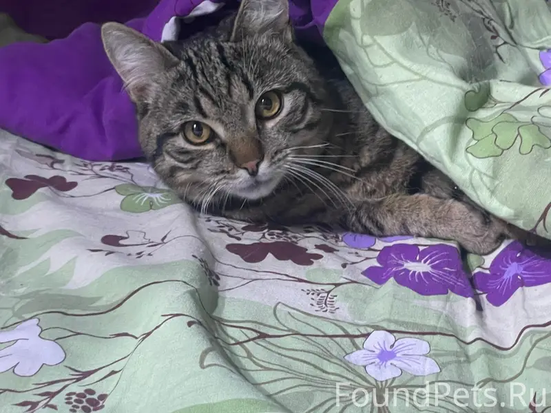 Пропал котёнок Тиша, посёлок Гидроторф