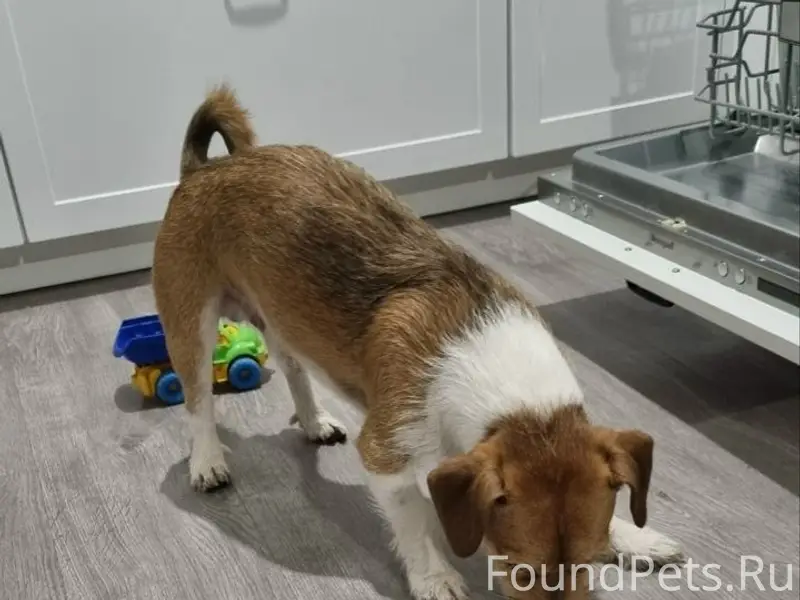 Найден щенок, Бугры