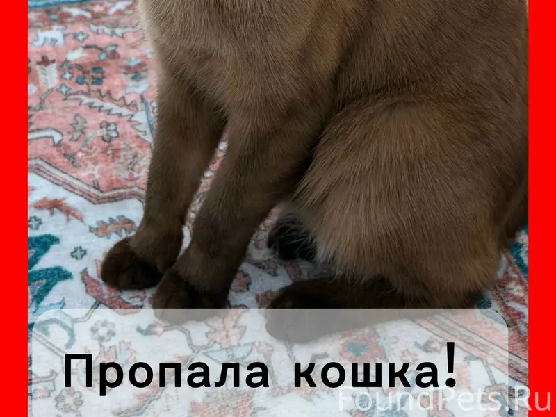 Пропала кошка Мия, Якиманская слобода