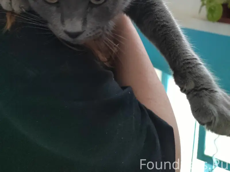 Найден кот, предположительно Русской голубой или Шотландской породы, пр. Победы