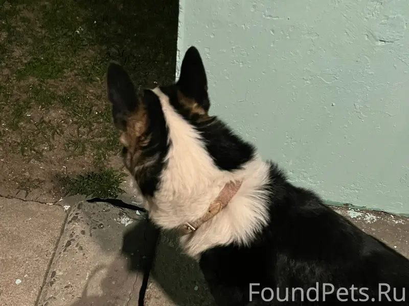 Найден пёс, Юбилейная 16