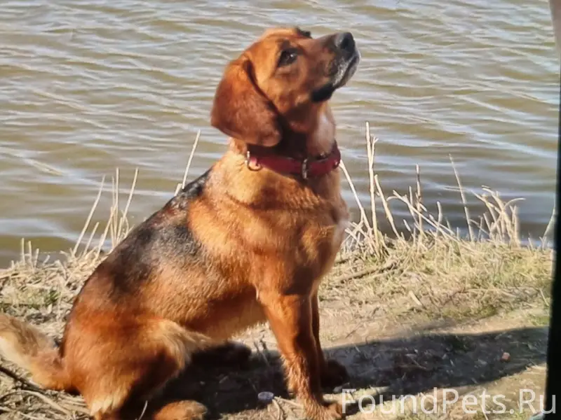 Пропала собака Дуся, Симферополь